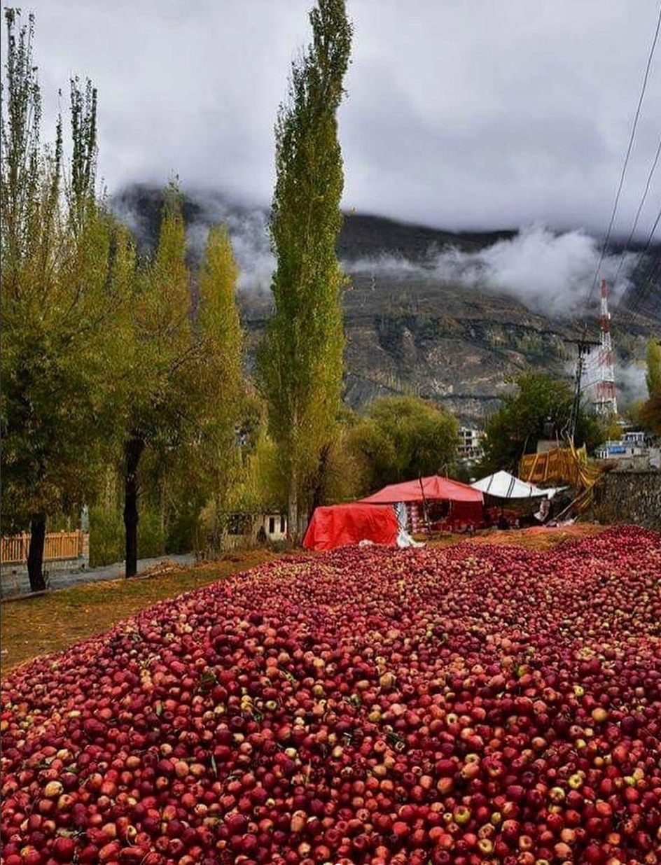 Apples in Pakistan