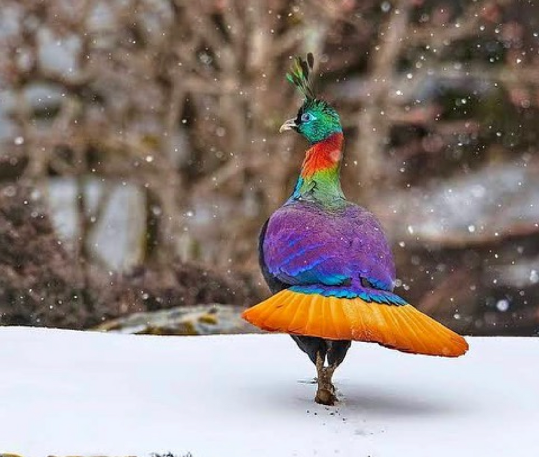 The Himalayan monal