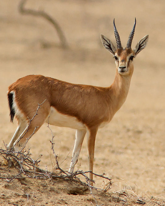 Gazelles of Liwa