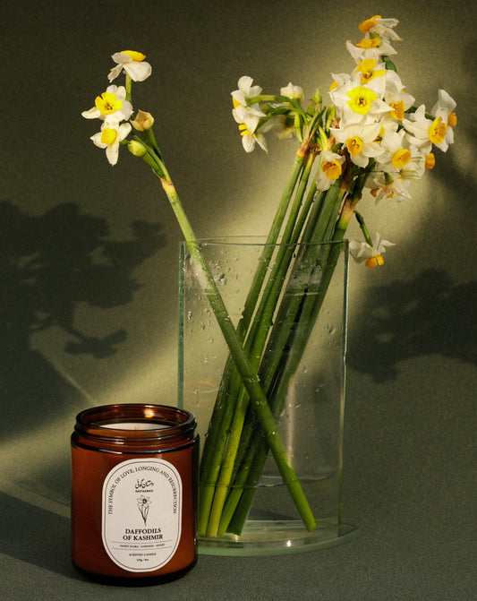 Daffodils of Kashmir