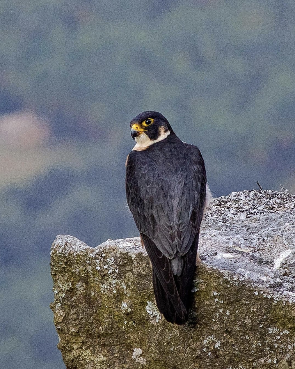 The shaheen falcon