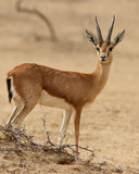 Gazelles of Liwa