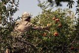 Pomegranates of Kandahar